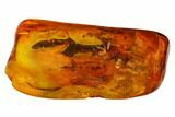 Three Fossil Flies (Diptera) In Baltic Amber #166253-4